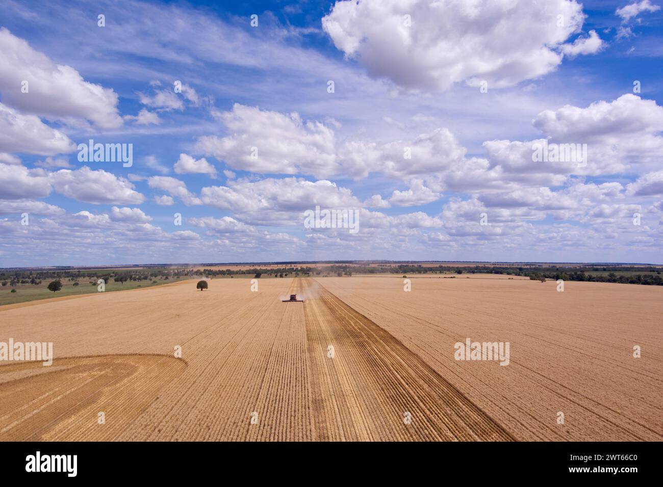 Aerial of combine harvester wheat harvesting Wallumbilla on the Maranoa Queensland Australia Stock Photo