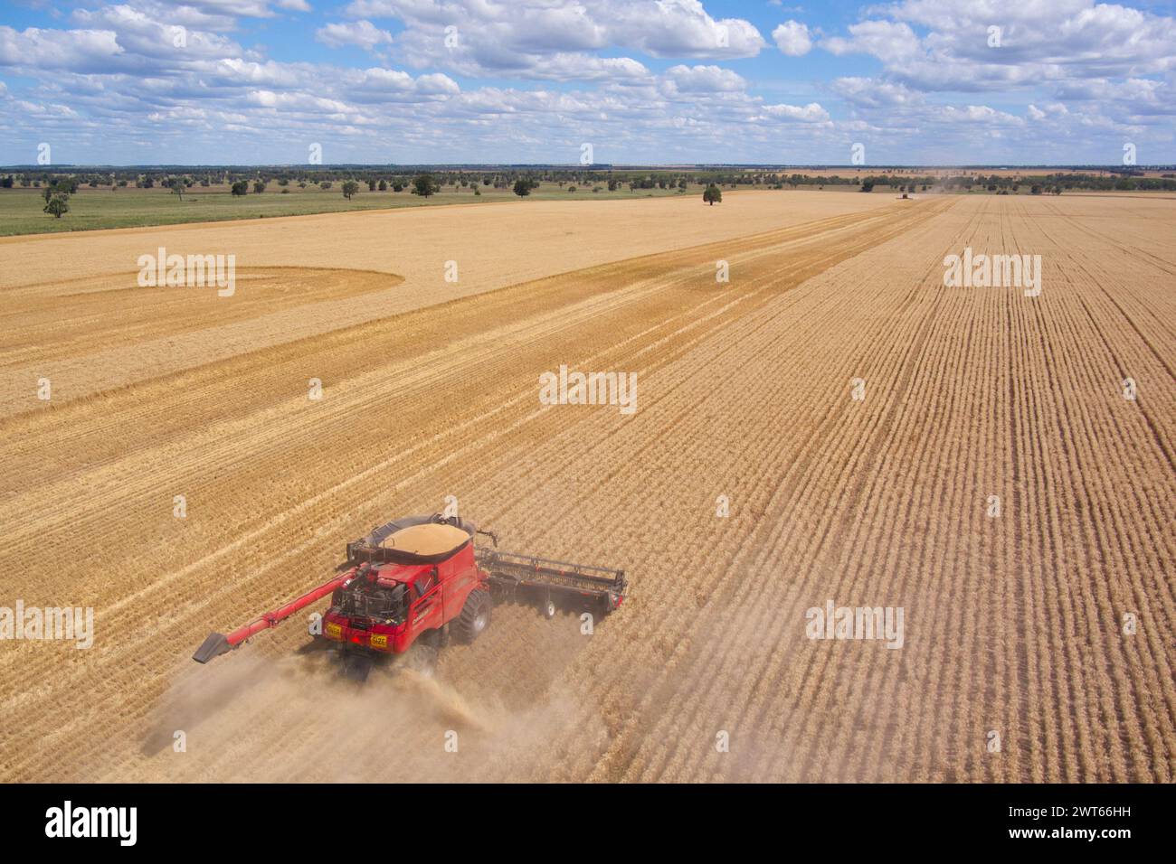 Aerial of combine harvester wheat harvesting Wallumbilla on the Maranoa Queensland Australia Stock Photo