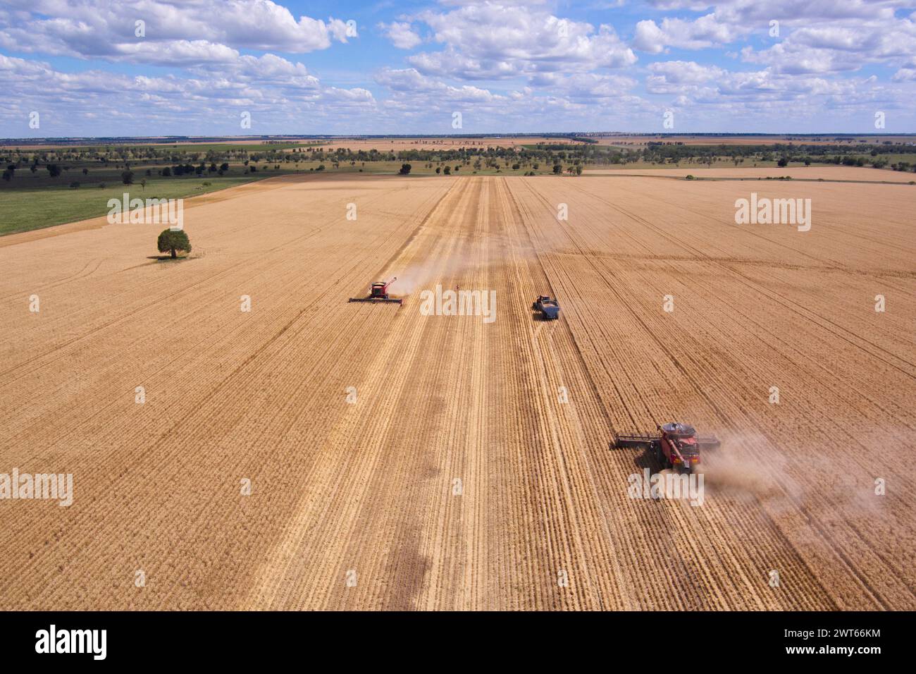 Aerial of combine harvester and bin chaser wheat harvesting Wallumbilla on the Maranoa Queensland Australia Stock Photo