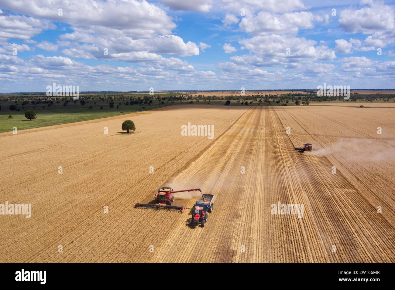 Aerial of combine harvester and bin chaser wheat harvesting near Wallumbilla on the Maranoa Queensland Australia Stock Photo