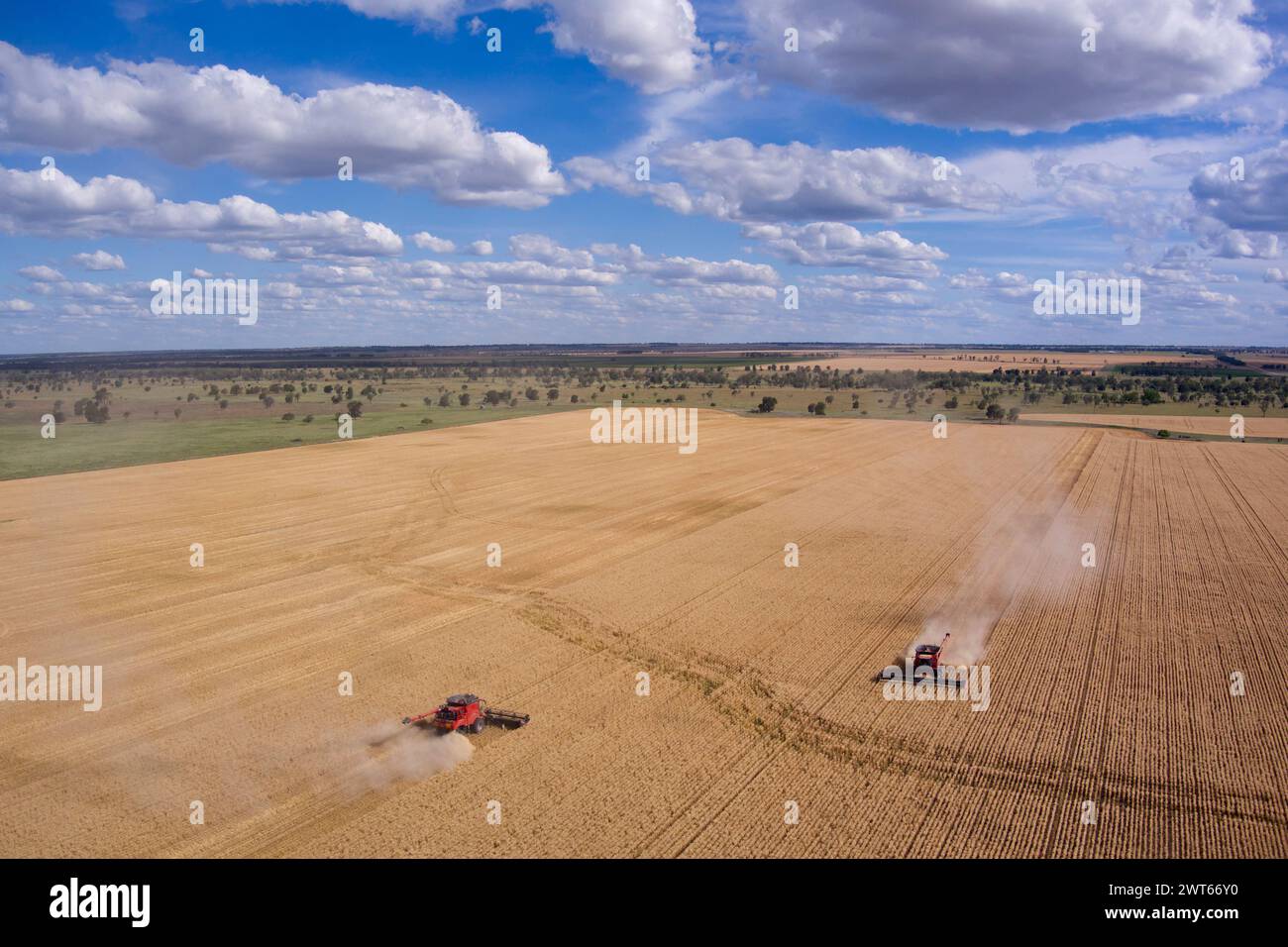 Aerial of combine harvester wheat harvesting near Wallumbilla on the Maranoa Queensland Australia Stock Photo