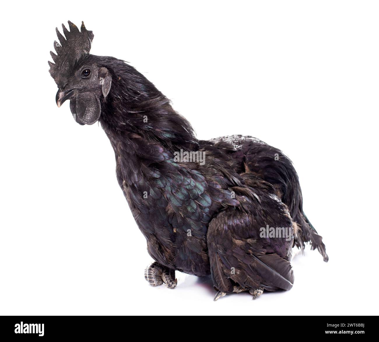 rooster ayam cemani in front of white background Stock Photo