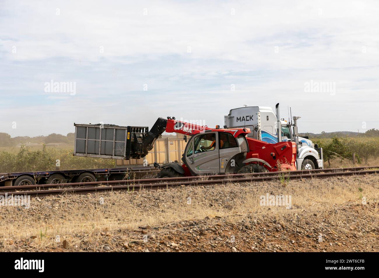 Barossa Valley vineyards, autumn 2024 and grapevine harvesting begins with grapes being picked and loaded onto trucks for taking to winery,Australia Stock Photo