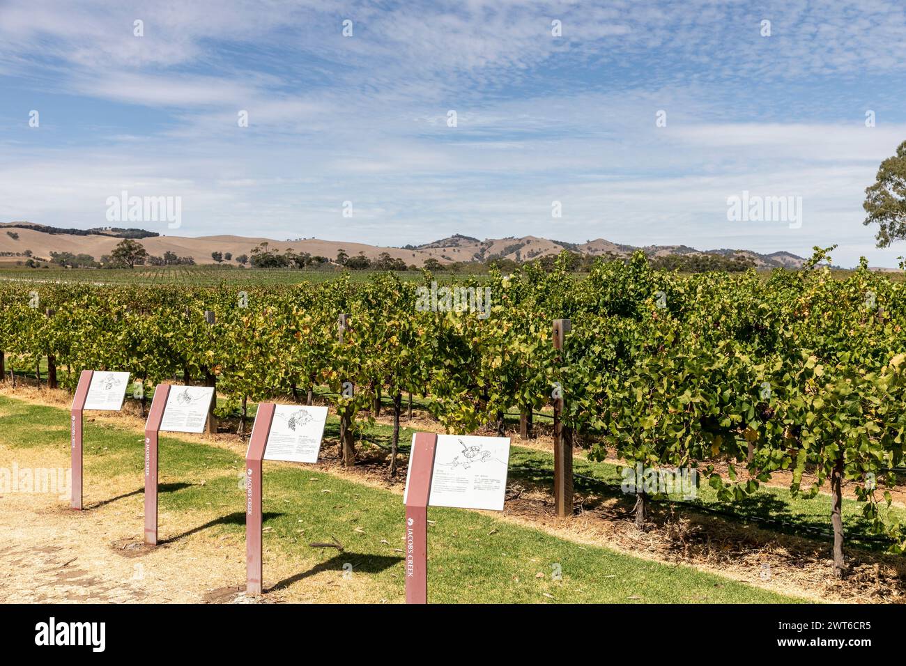 Barossa Valley,South Australia, Jacobs Creek vineyards at Rowland Flat, with information signs for tourists visitors, Australia autumn 2024 Stock Photo
