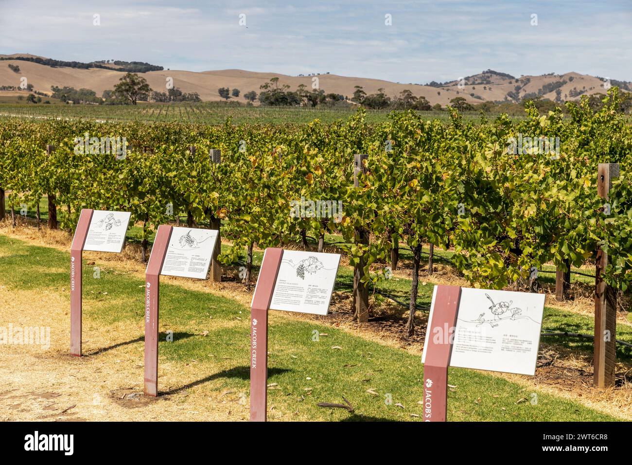 Barossa Valley,South Australia, Jacobs Creek vineyards at Rowland Flat, with information signs for tourists visitors, Australia autumn 2024 Stock Photo