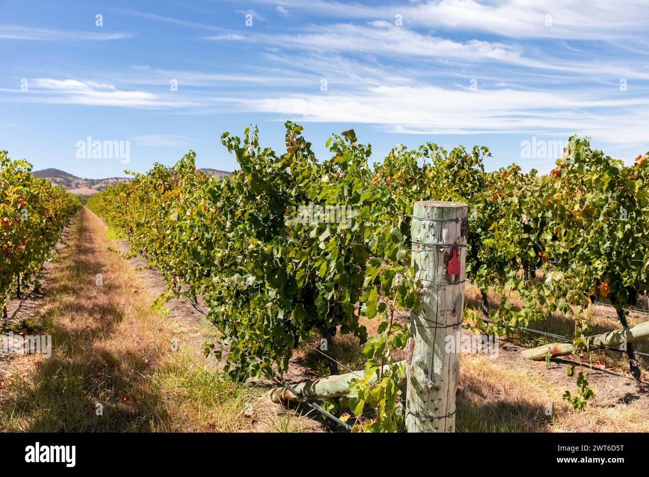 Australia, grapevines in the Barossa Valley, Australia's oldest wine