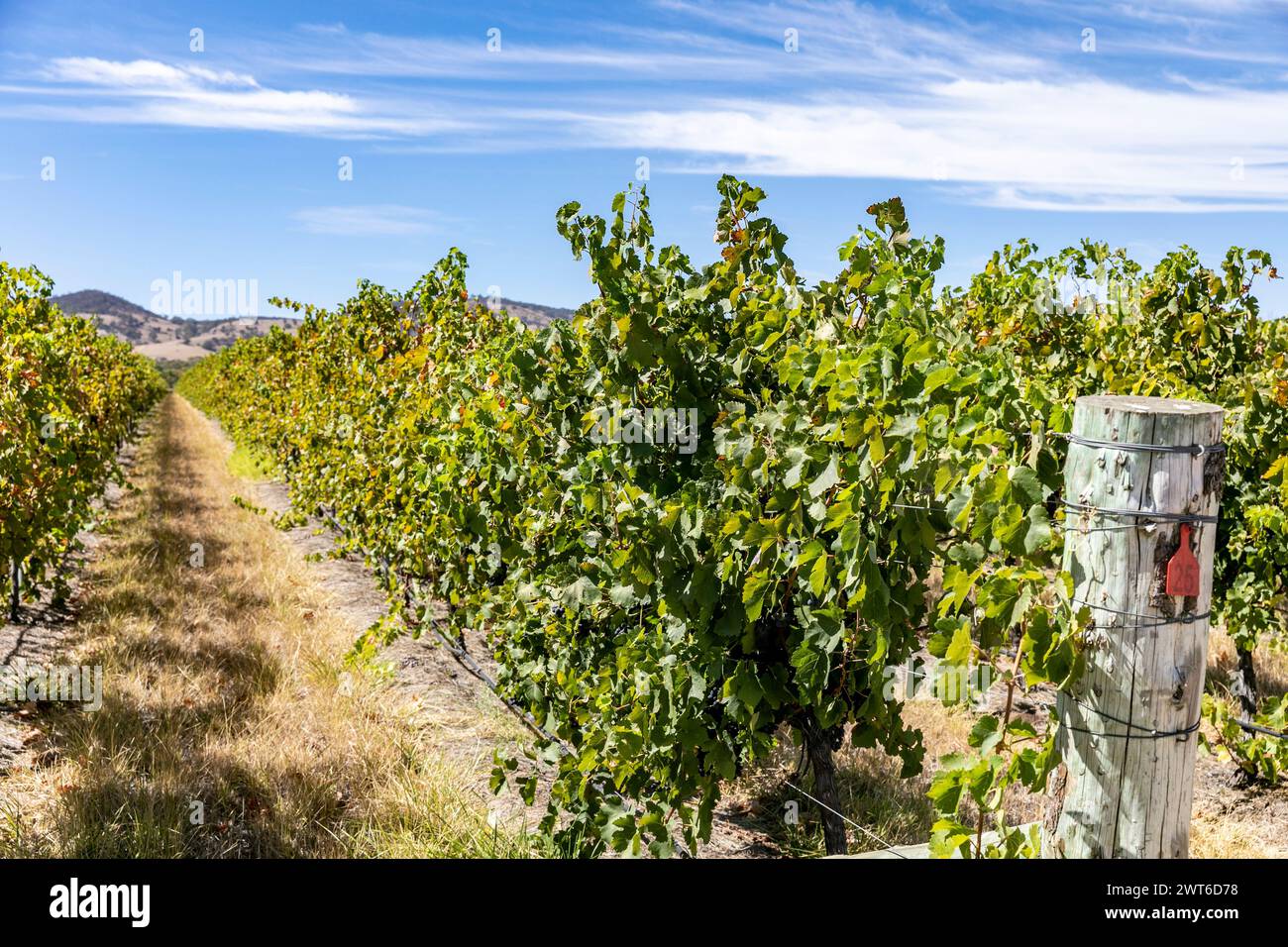 Australia, grapevines in the Barossa Valley, Australia's oldest wine