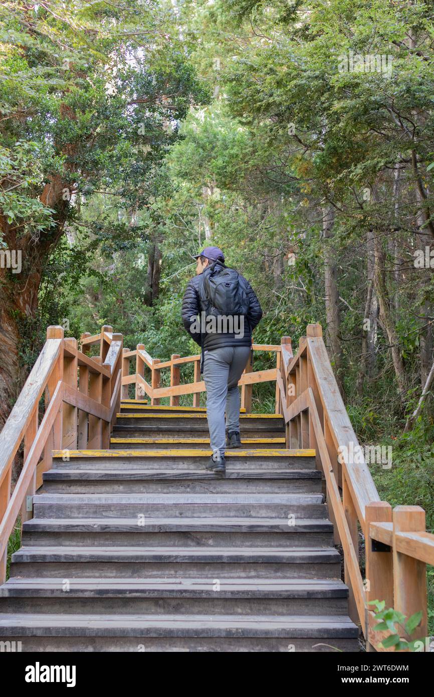 Vertical photo from behind of tourists walking through a narrow stair path surrounded by a forest full of big green trees in Bosque los Arrayanes, Arg Stock Photo