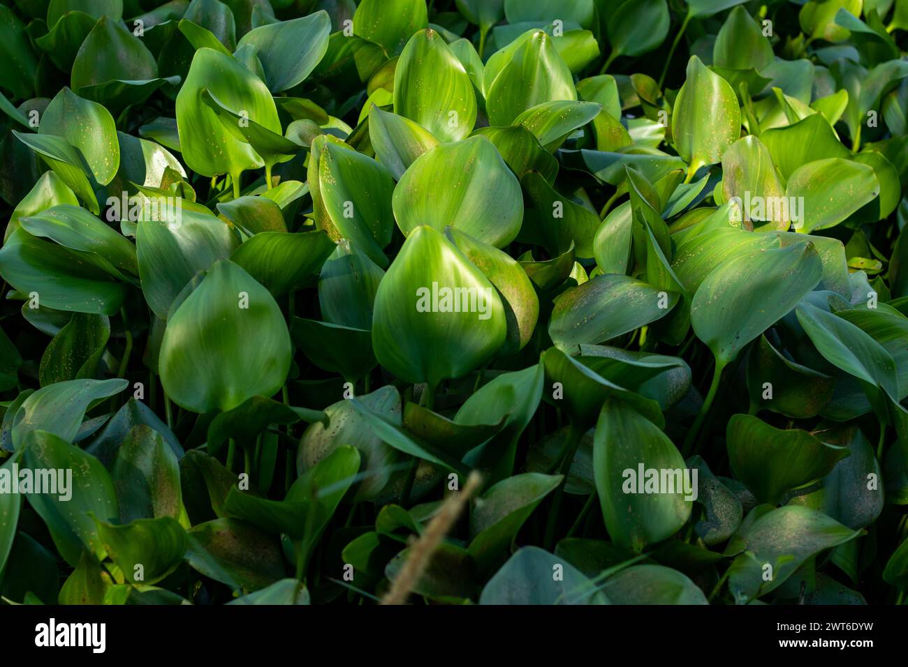 Leaves are fleshy and shiny green and arise from the base of the plant in a circular pattern. The stalks of the aerial leaves are swollen as air cells Stock Photo