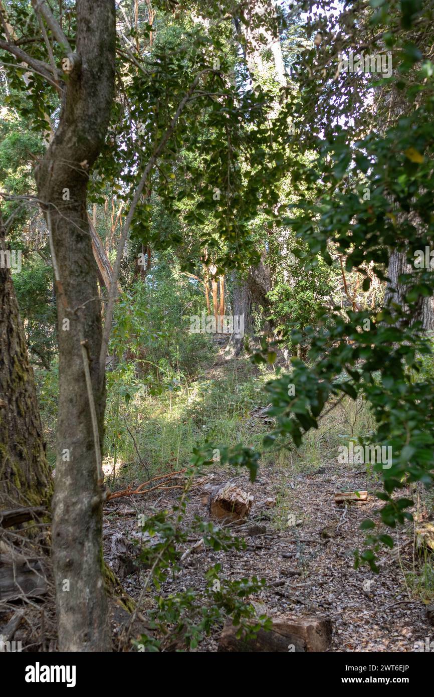 Bosque los arrayanes hi-res stock photography and images - Alamy