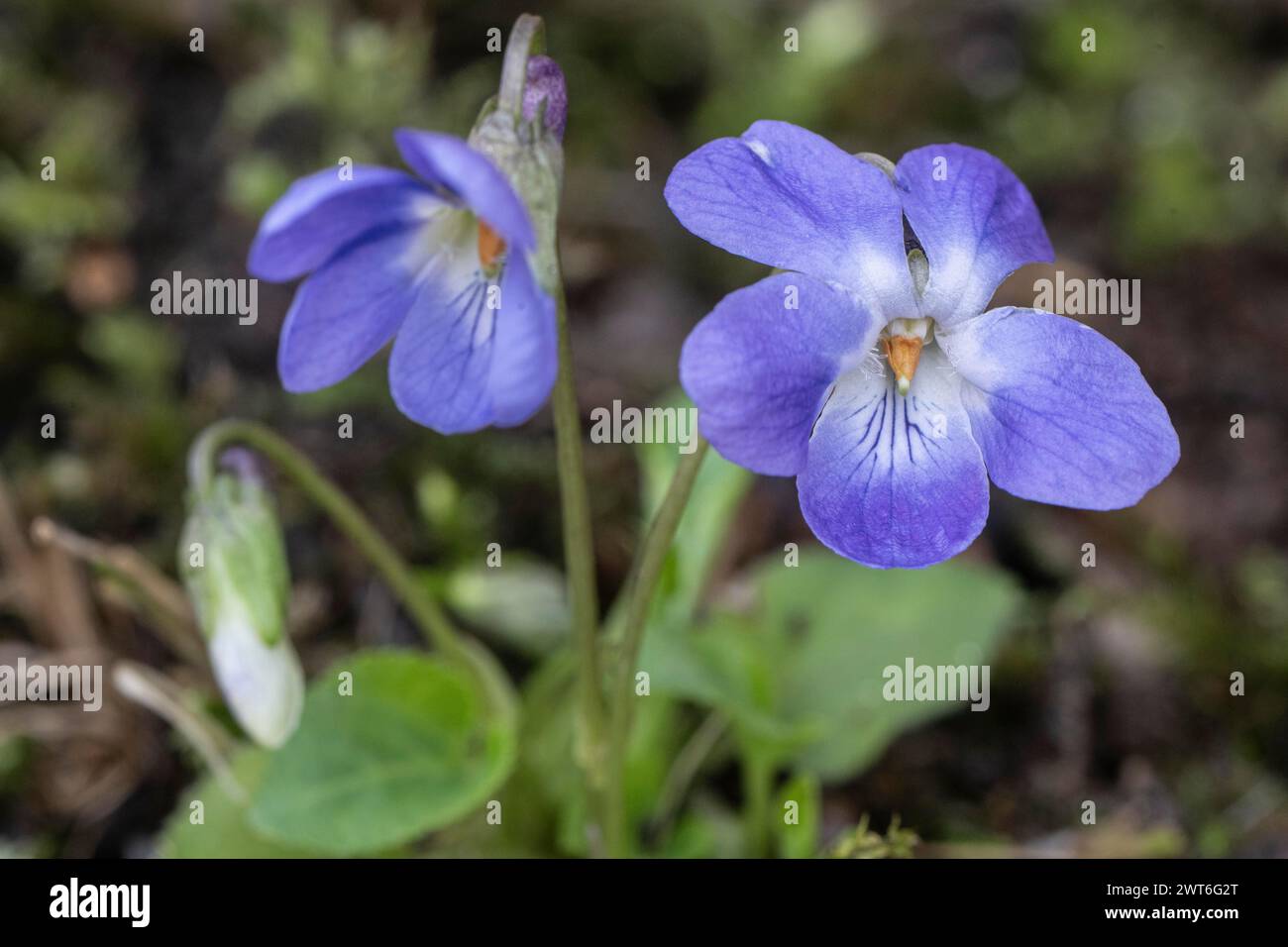 Violet (Viola riviniana), North Rhine-Westphalia, Germany Stock Photo