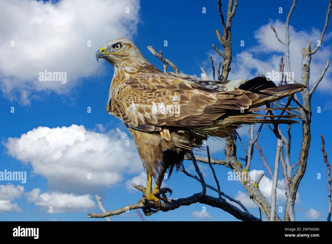 An long-legged buzzard (Buteo rufinus), Israel, Middle East, Middle ...
