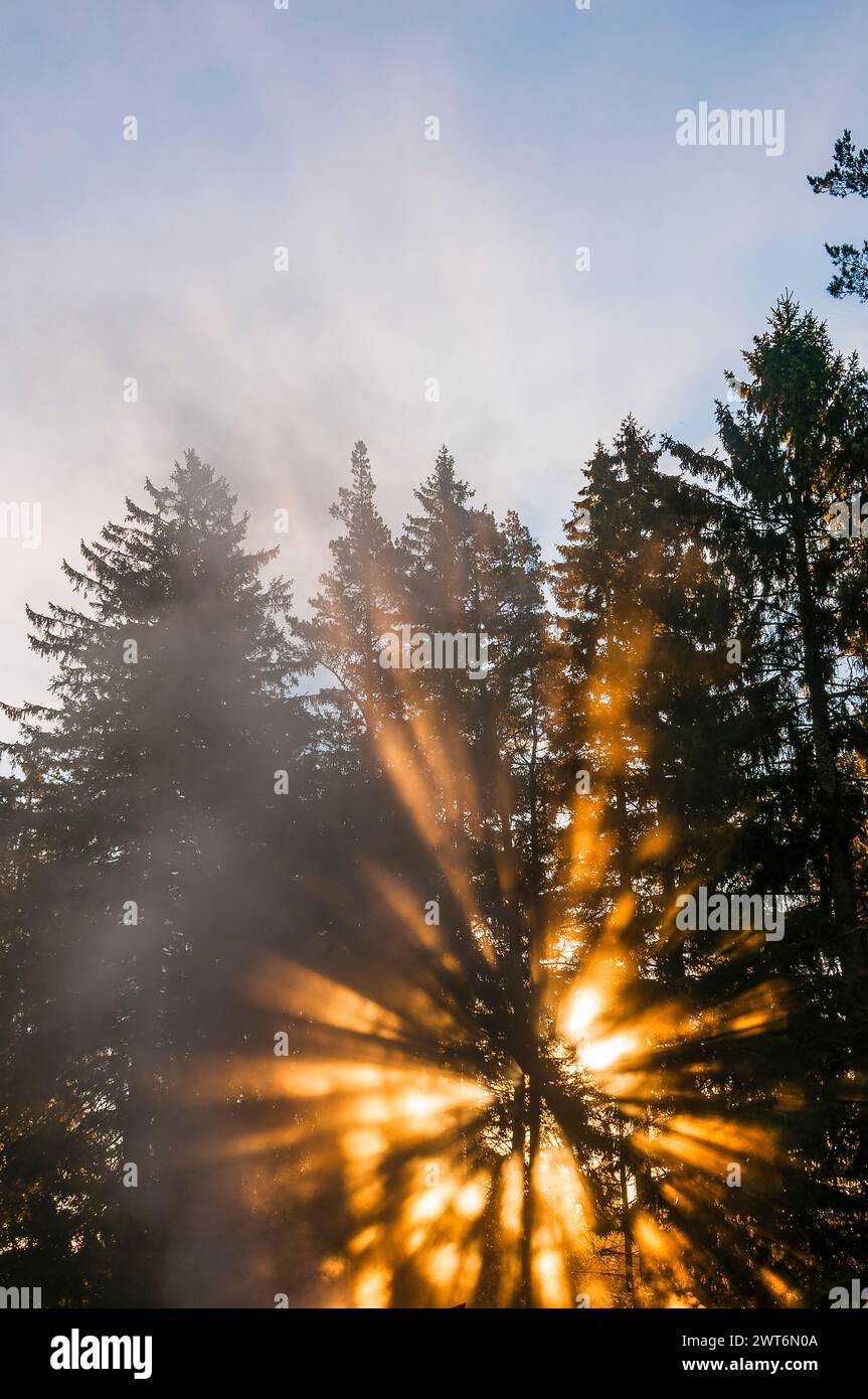 The sun bursts through the dense mist in a Swedish forest, casting radiant beams of light that filter between the tree trunks. The early morning light Stock Photo
