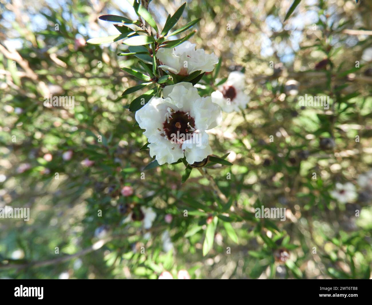 Leptospermum scoparium or manuka branch with beautiful white flowers. Stock Photo