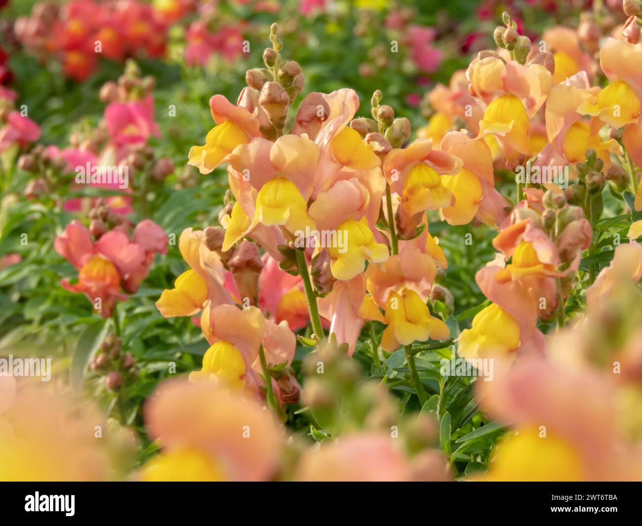 Bright flowerbed with antirrhinum majus flowering plants. Common snapdragon bright peach yellow flowers. Lion's-snap cultivar. Stock Photo