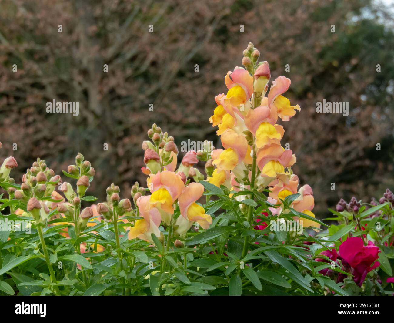 Antirrhinum majus flowering plant in the garden. Common snapdragon bright peach yellow flowers.  Spike inflorescence. Stock Photo
