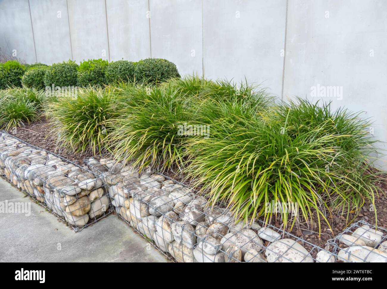 Carex morrowii or kan suge or Morrow's sedge or Japanese grass sedge or Japanese sedge plants. Ornamental grass,pruned bushes and gabion in the urban Stock Photo