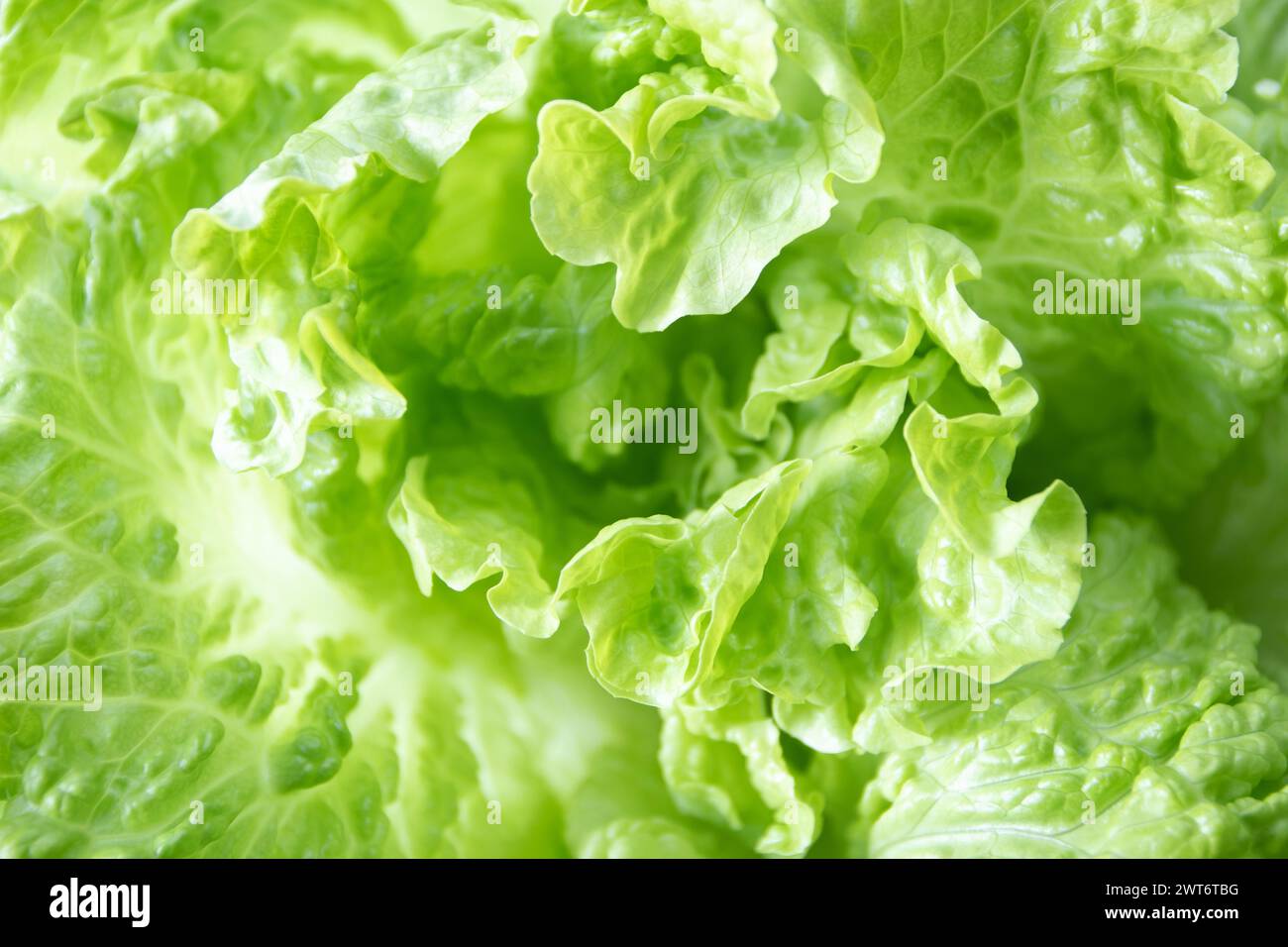 Batavia green lettuce salad head closeup shallow focus background. Leafy vegetable. French crisp leaves. Stock Photo