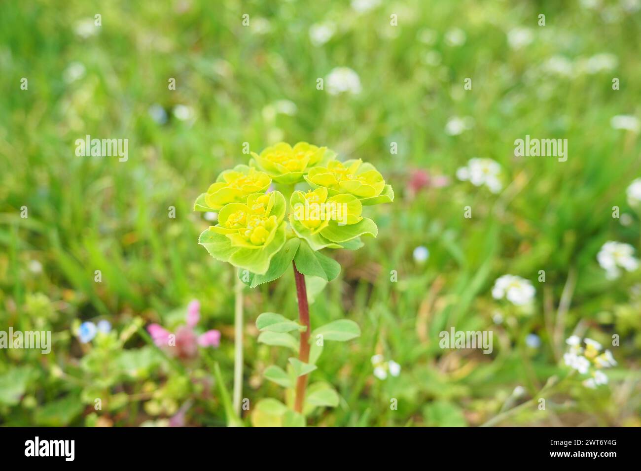 Euphorbia, flowering plant, spurge, Euphorbiaceae. Euphorbia serrata, serrated Tintern spurge, sawtooth upright spurge. Perennial herb. At the ends of Stock Photo