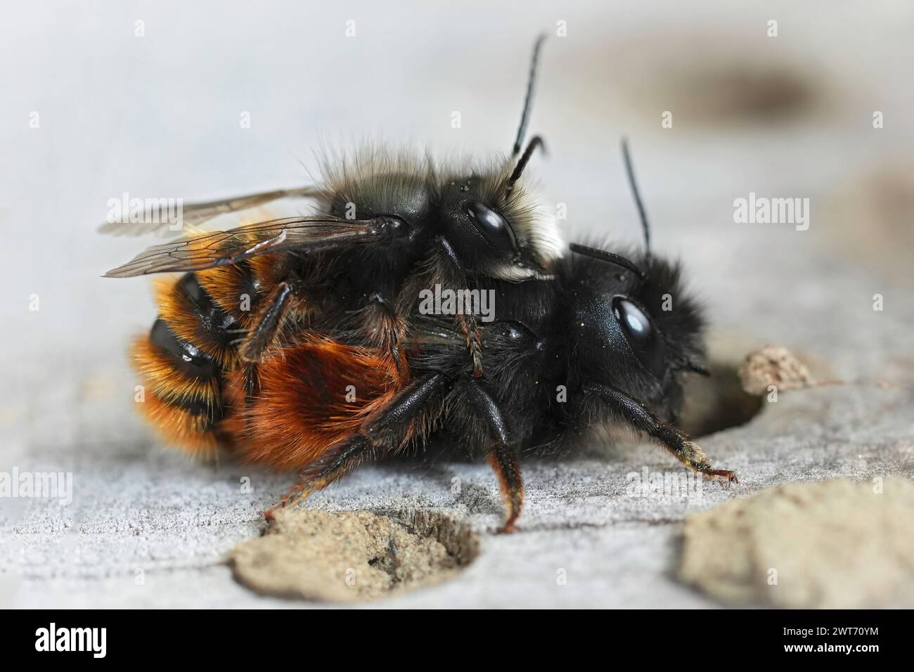 Natural closeup on a copulation of a male and female European horned mason bee, Osmia cornuta on a bee-hotel Stock Photo