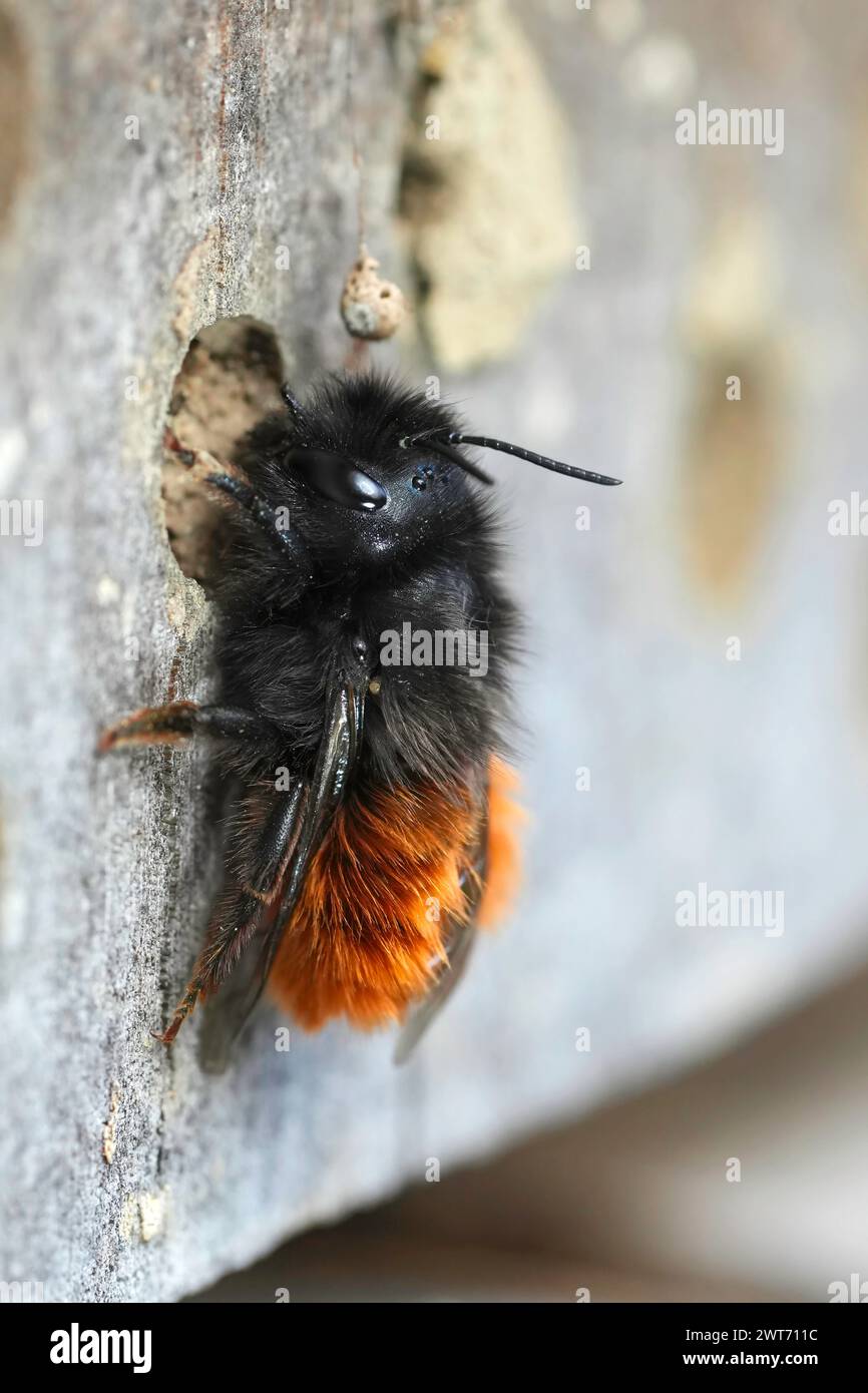 Natural closeup on a colorful black and red hairy, fluffy, European horned mason bee, Osmia cornuta Stock Photo