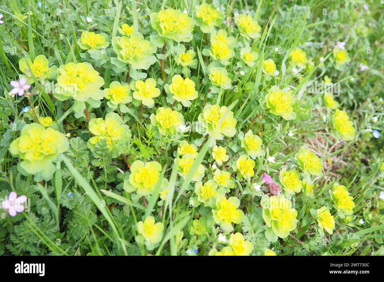 Euphorbia, flowering plant, spurge, Euphorbiaceae. Euphorbia serrata, serrated Tintern spurge, sawtooth upright spurge. Perennial herb. At the ends of Stock Photo