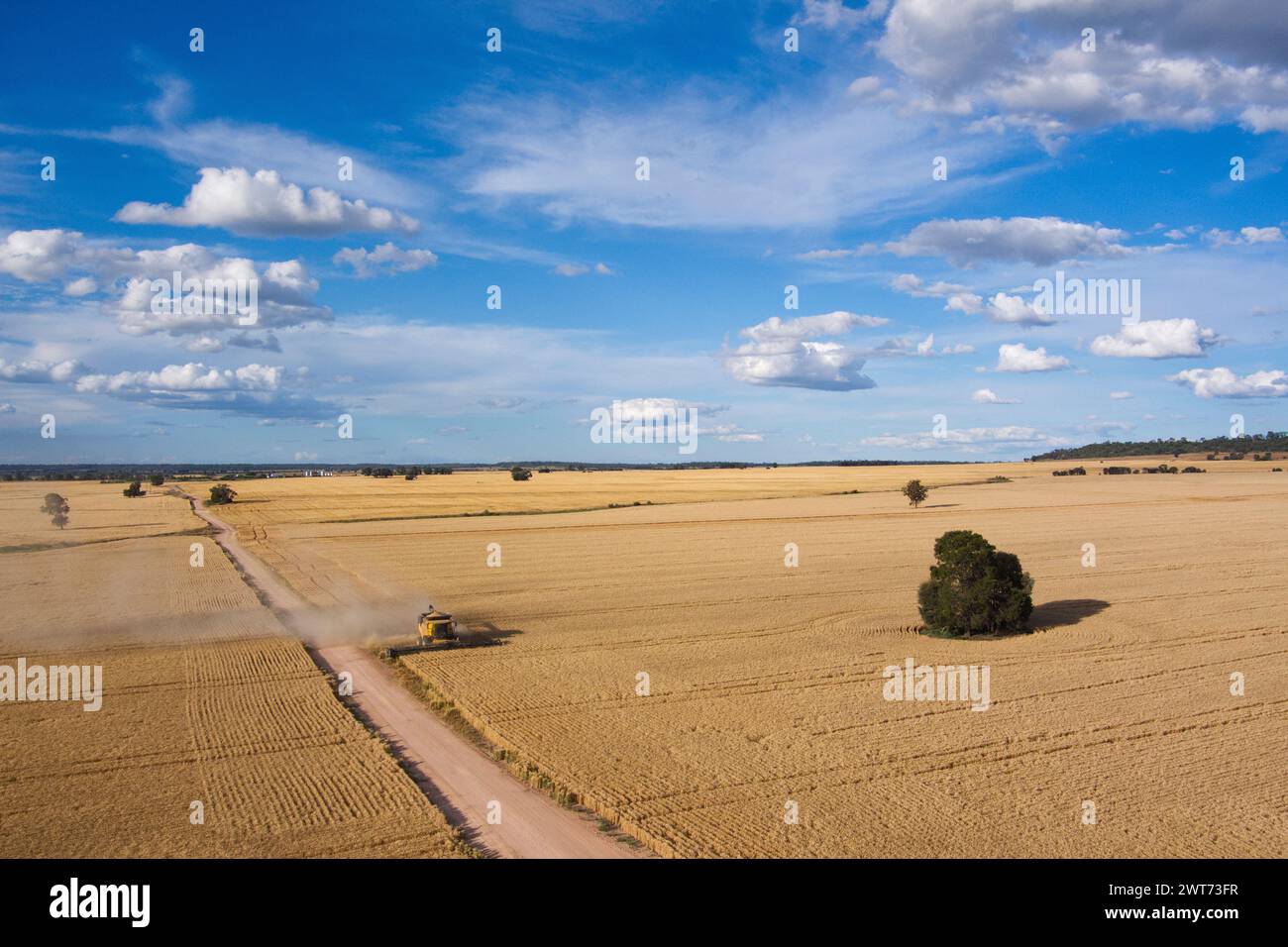 Aerial of combine harvester wheat harvesting near Wallumbilla on the Maranoa Queensland Australia Stock Photo