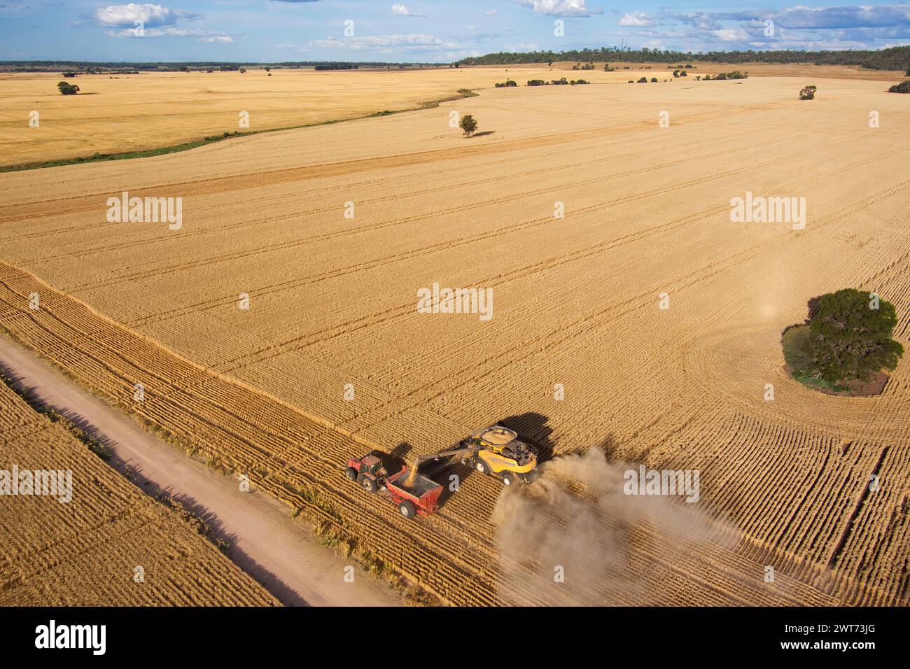 Aerial of combine harvester wheat harvesting near Wallumbilla on the Maranoa Queensland Australia Stock Photo