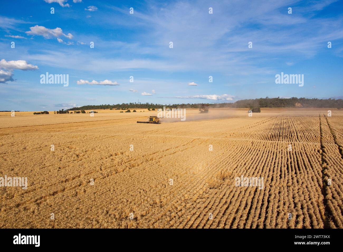 Aerial of combine harvester wheat harvesting near Wallumbilla on the Maranoa Queensland Australia Stock Photo