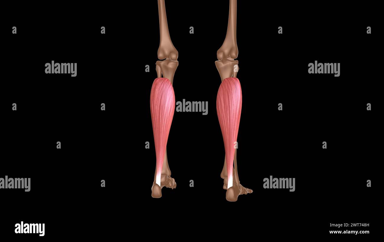 human female muscle anatomy for medical concept 3d illustration Stock ...