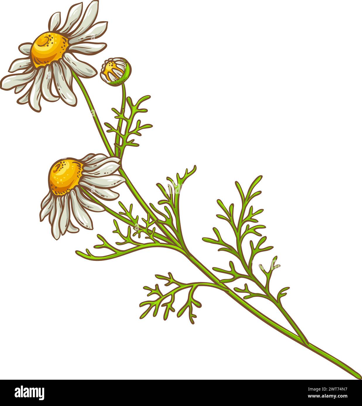 Chamomile Plant Colored Detailed Illustration Stock Vector Image & Art ...