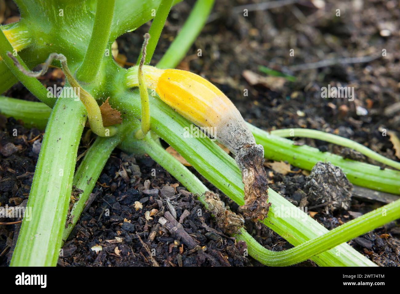 Blossom end rot, rotten courgette (zucchini) on a Sunstripe courgette plant, UK garden Stock Photo