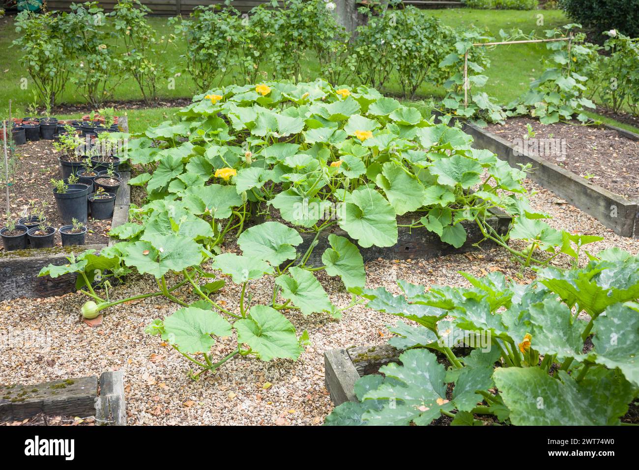 Vegetables (winter squash Crown Prince) growing in a raised bed in a UK garden in summer Stock Photo