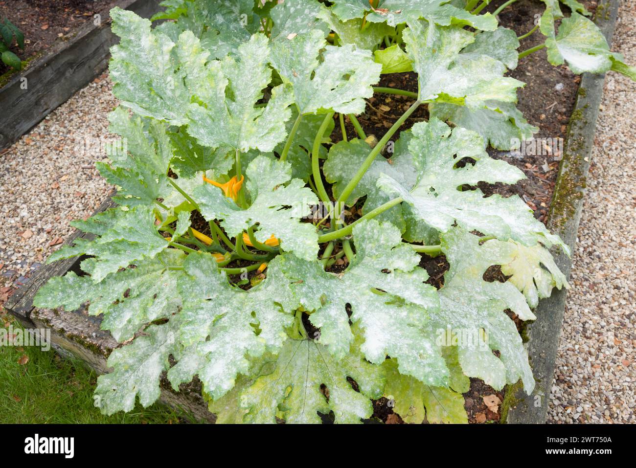 Powdery mildew on the leaves of courgette (zucchini) plants in a vegetable garden, UK Stock Photo