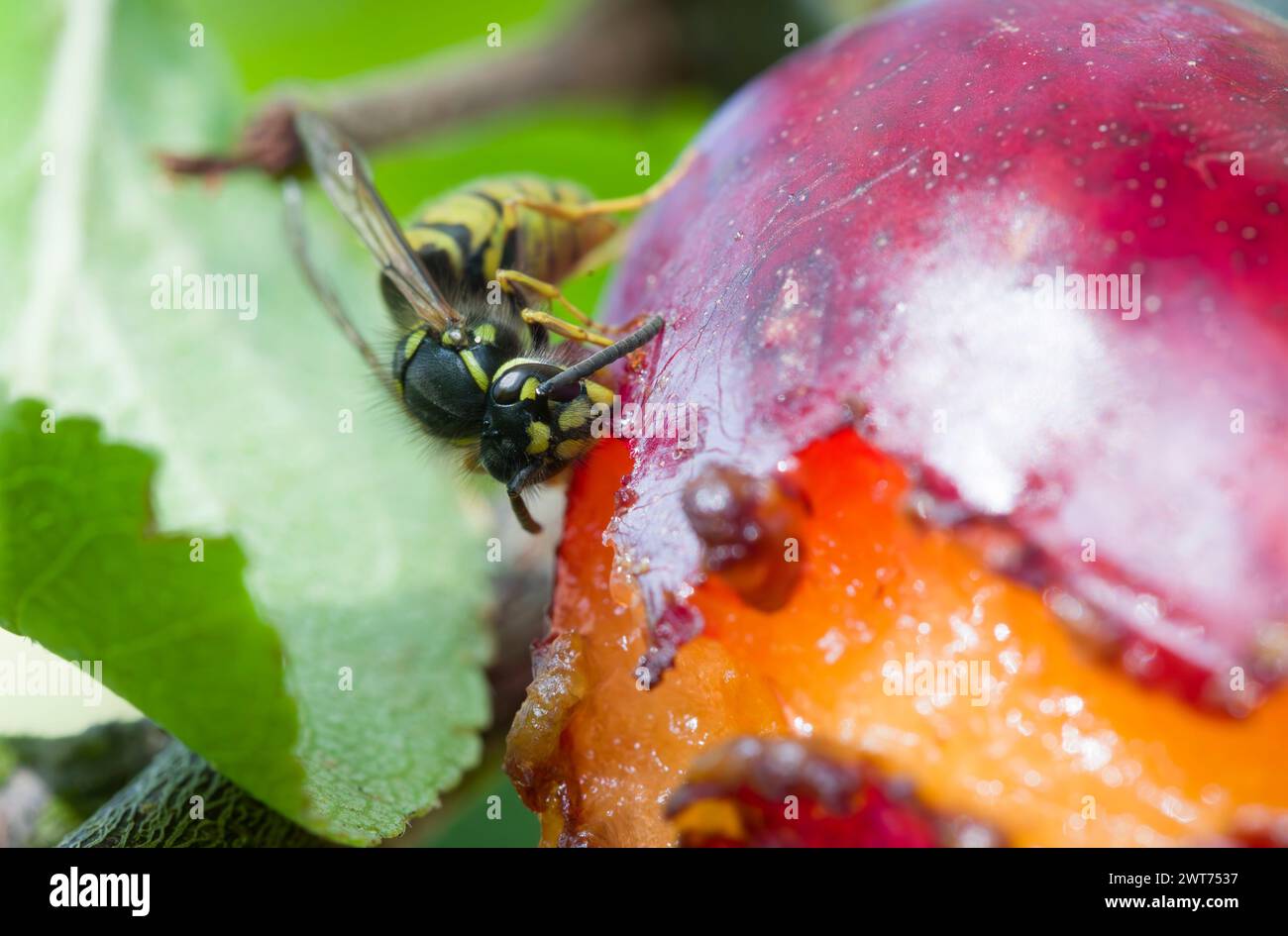 Common wasp (Vespula vulgaris) eating a ripe plum growing on a tree in a garden in autumn, UK Stock Photo