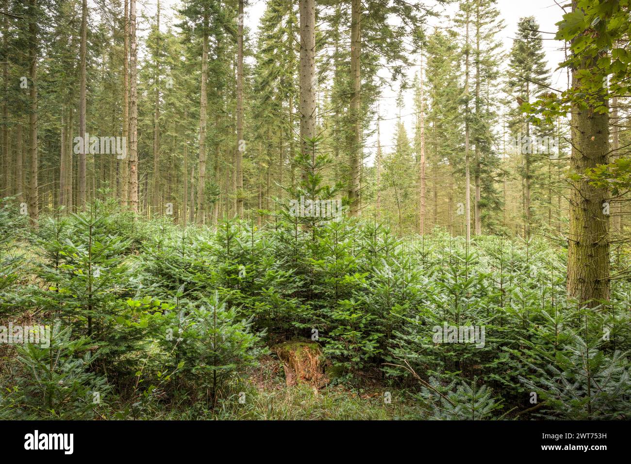 Reforestation. New conifer trees growing in a forest in Chiltern Hills. Wendover, Buckinghamshire, UK Stock Photo