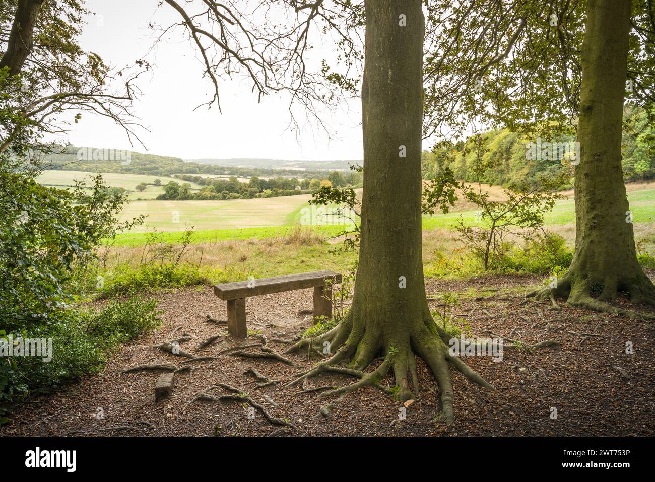 Bench on the edge of forest with view of rolling hills and countryside in Aylesbury Vale. Wendover, Buckinghamshire, UK Stock Photo