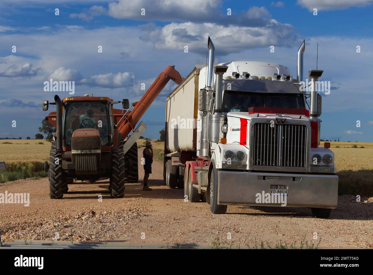 Off loading wheat from 'Wonga Park' on to truck for transport into Wallumbilla Queensland Australia Stock Photo