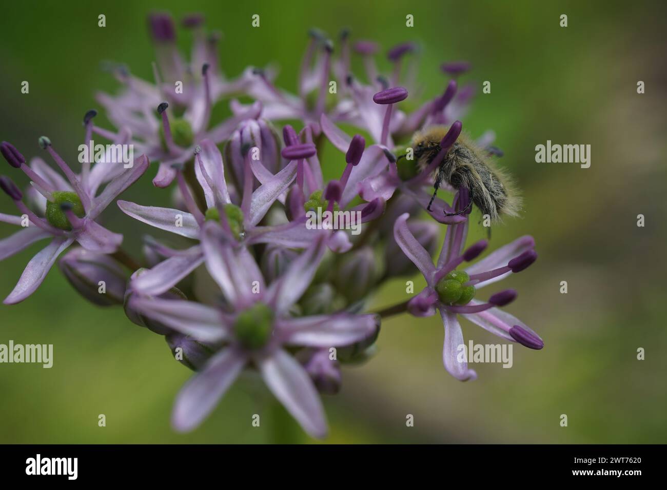 The purple flower of Allium ampeloprasum Stock Photo