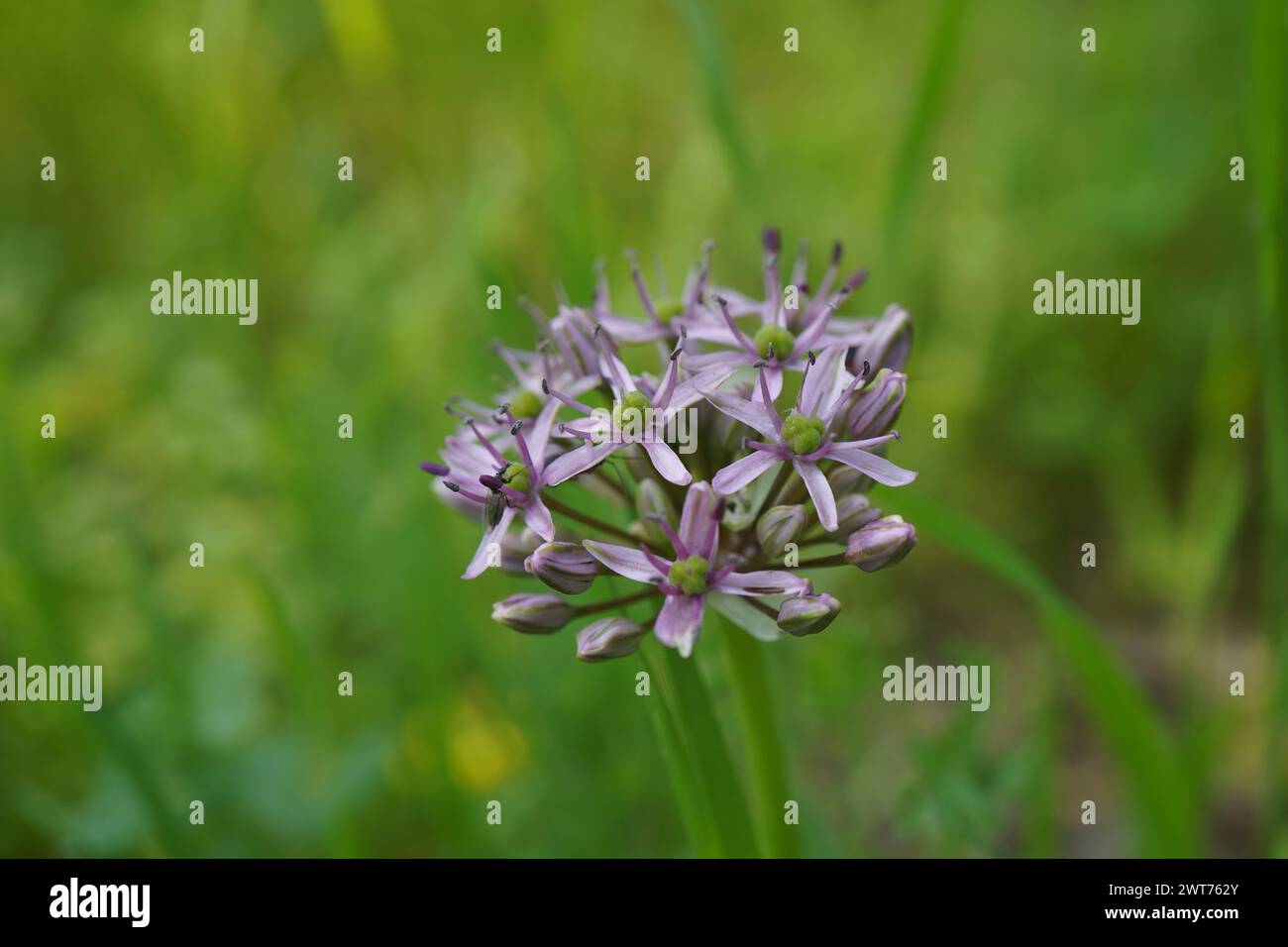 The purple flower of Allium ampeloprasum with an insect on it Stock Photo