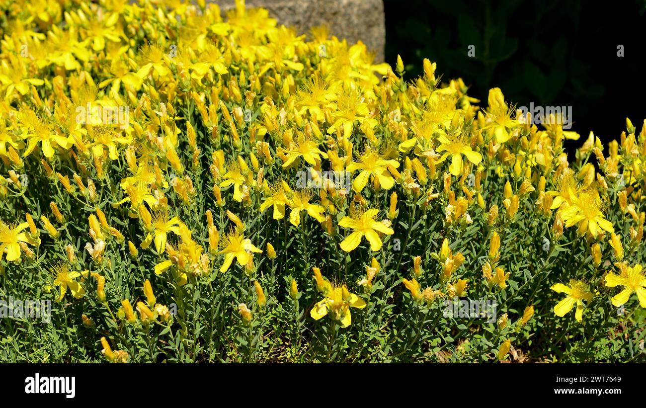 Star shaped yellow flowers Mount Olympus St. John's wort , Hypericum olympicum. Stock Photo
