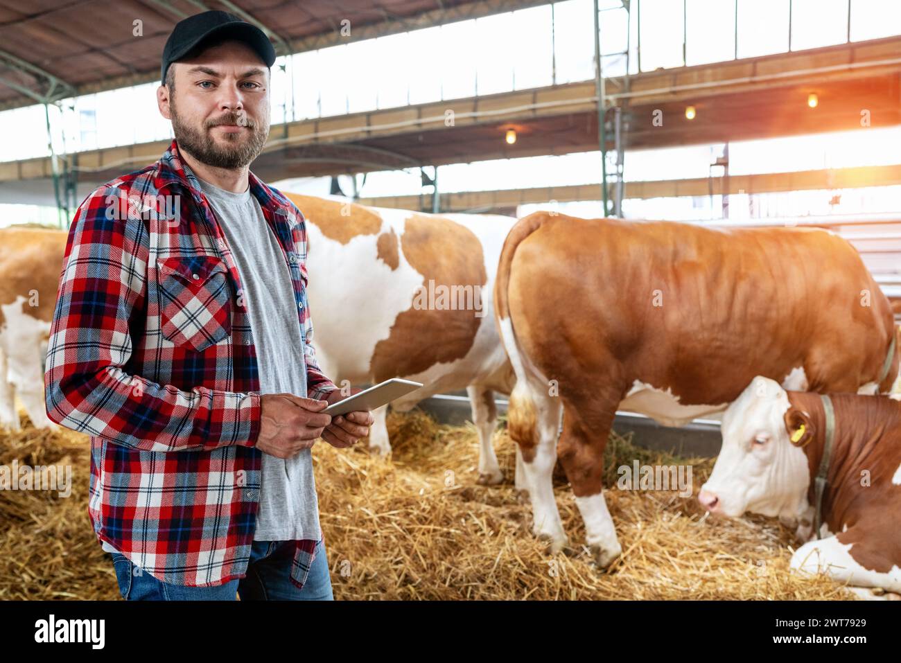 Livestock farm and farmer with digital tablet Stock Photo - Alamy