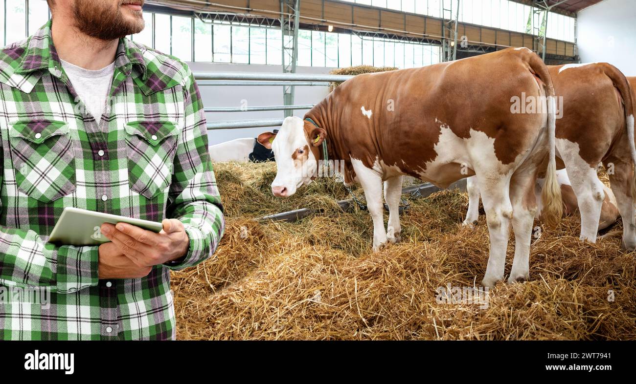 Quality control in livestock bio farm. Farmer with digital tablet in front of cows. Stock Photo