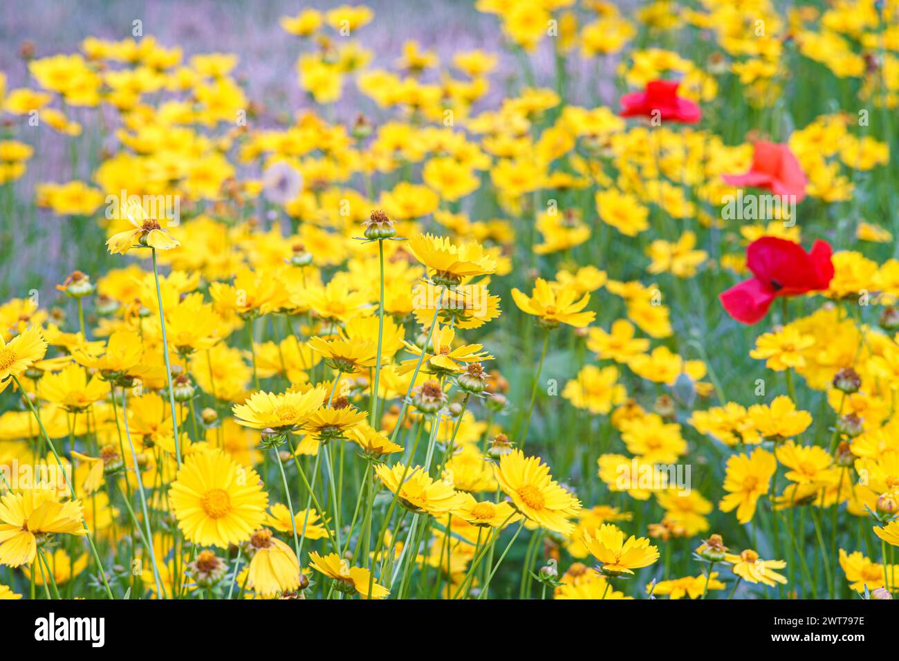 Field of yellow flower Coreopsis lanceolata, Lanceleaf Tickseed or Maiden's eye blooming in summer. Nature, plant, floral background. Garden, lawn of Stock Photo