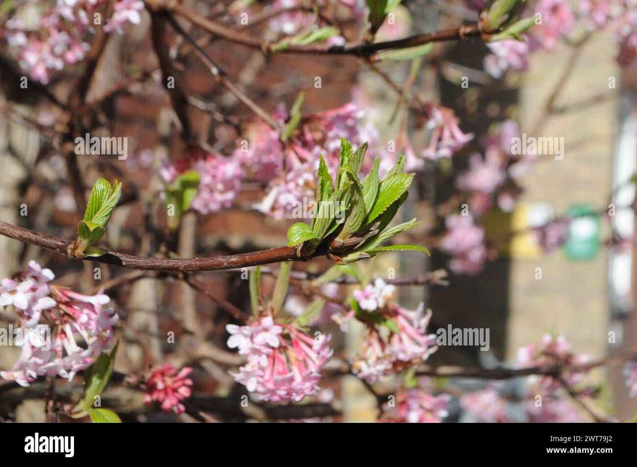 Copenhagen, Denmark /16 March 2024/Cheery blossoms and springs weather in Copenahgen. Photo.Francis Joseph Dean/Dean Pictures Stock Photo