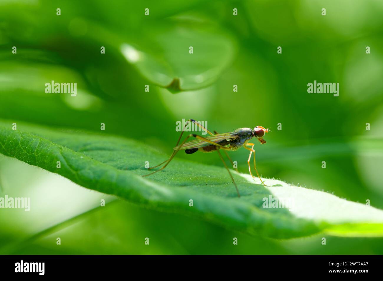 Stiltlegged fly (Neria cibaria Stock Photo Alamy