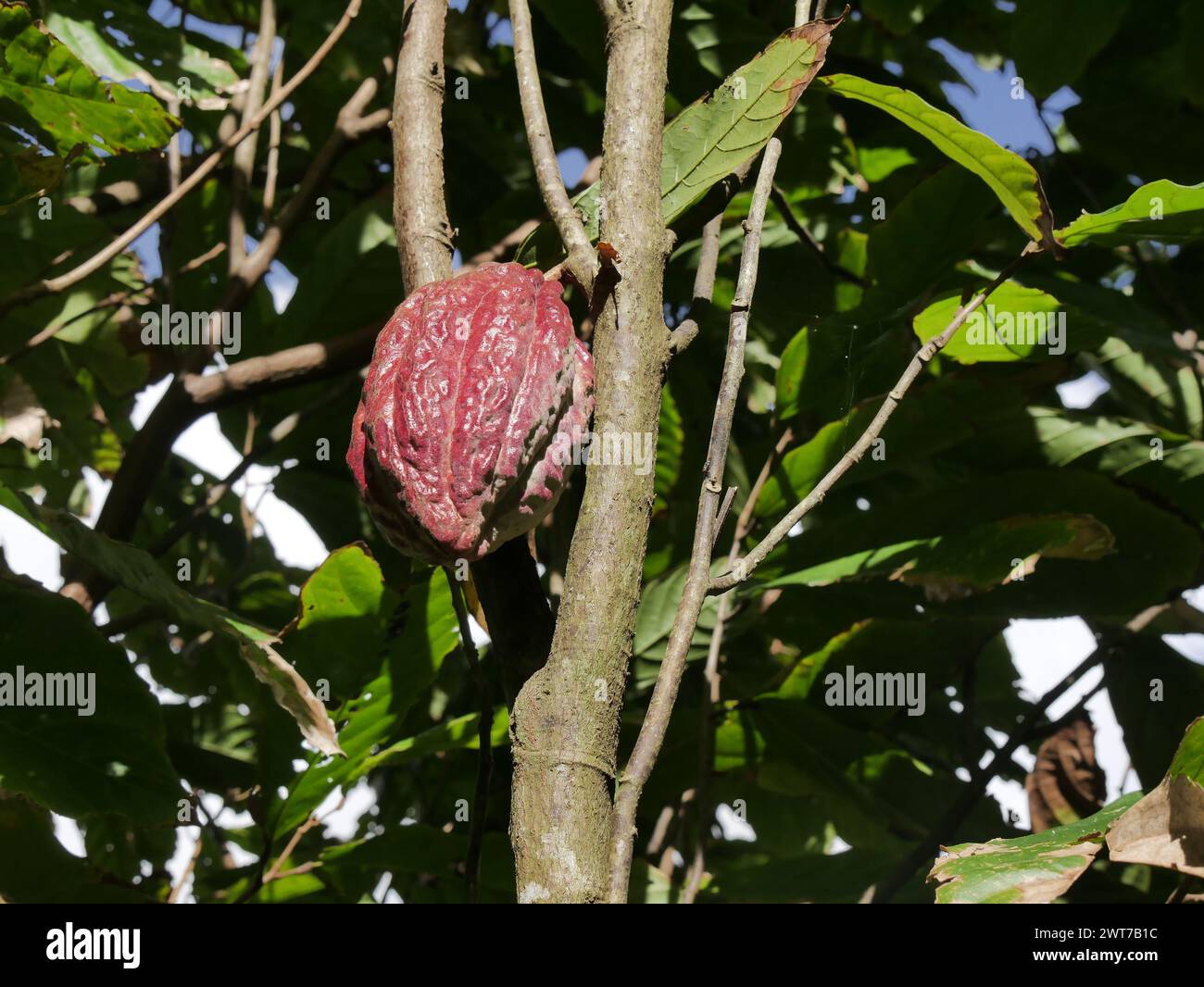 isolated red criollo cacao pod growing on theobroma cacao tree trunk Stock Photo