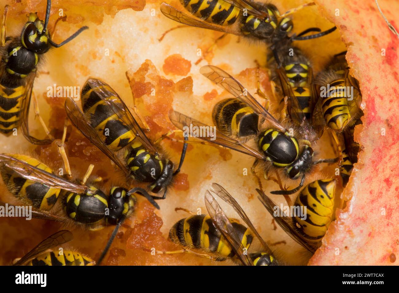 Common Wasp (Vespula vulgaris) workers feeding on a windfall apple. Powys, Wales. September. Stock Photo