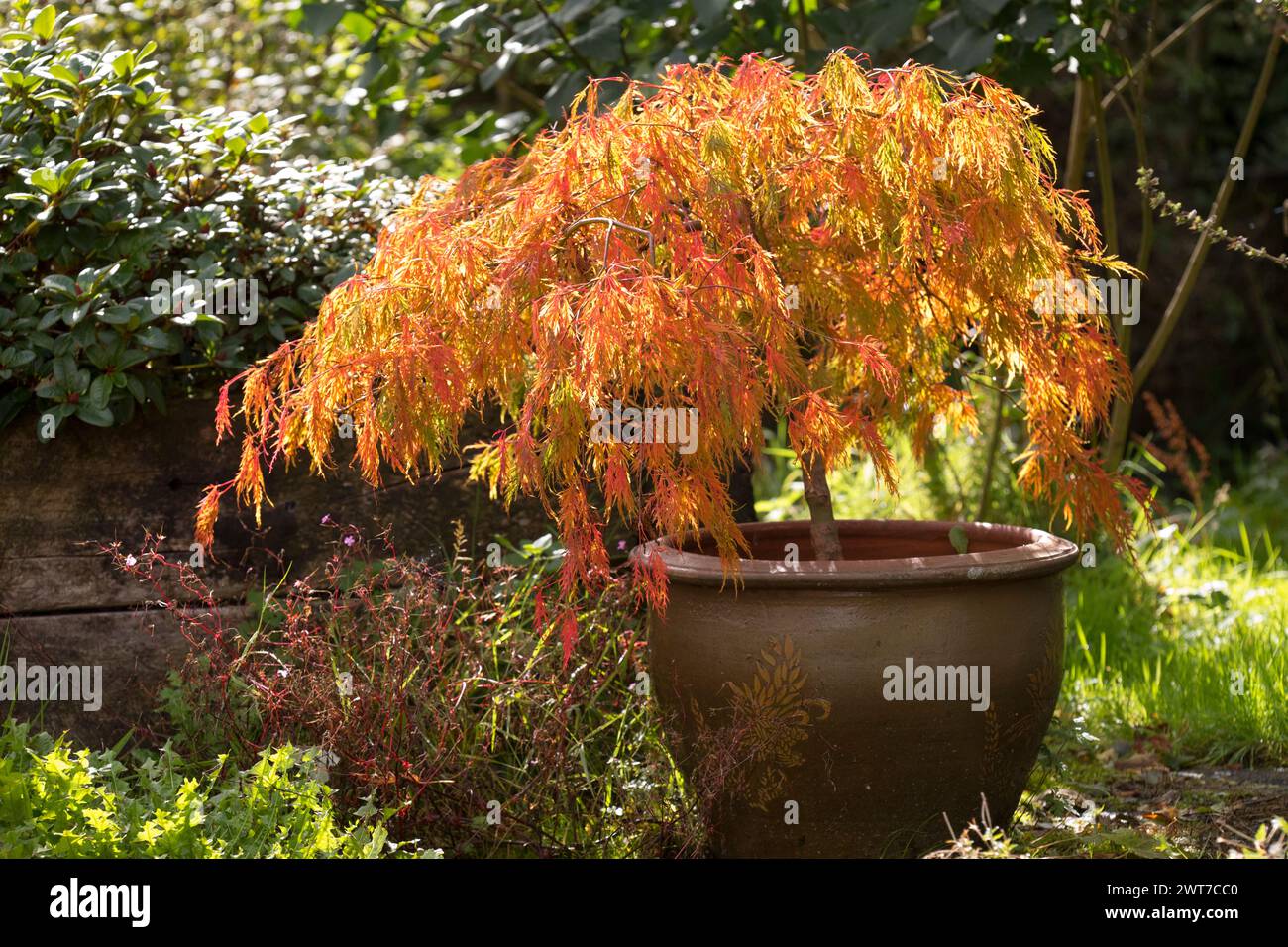 Japanese Maple Acer palmatum 'dissectum' growing in a pot in Autumn. Powys, Wales. October. Stock Photo