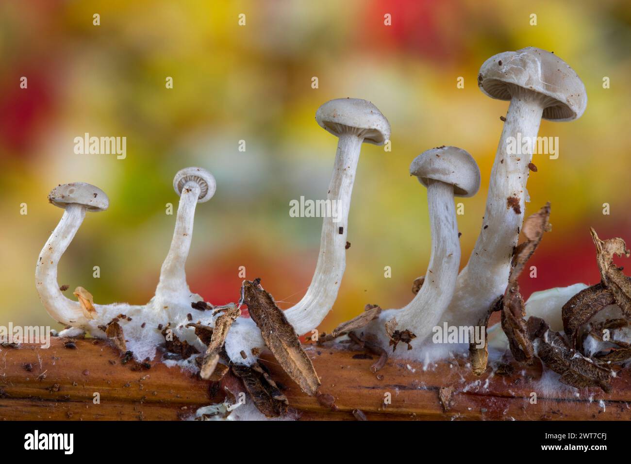 Small cap fungi fruiting bodies on a bracken stem in Autumn. Powys, Wales. November. Stock Photo